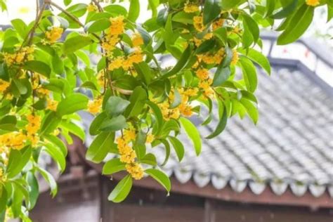 桂花風水|桂花树的风水禁忌有哪些？听说桂花树是家中凶祸之兆